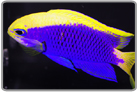 Starck's Damselfish